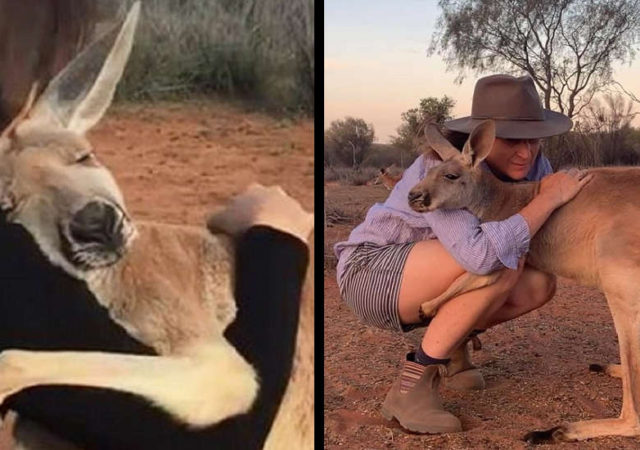 Rescued Kangaroo Can’t Stop Hugging The Volunteers Who Saved Her Life