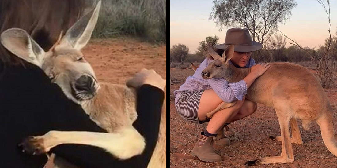 Rescued Kangaroo Can’t Stop Hugging The Volunteers Who Saved Her Life