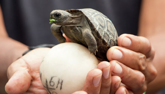 baby-turtles-spotted-in-the-galapagos-island-after-a-century