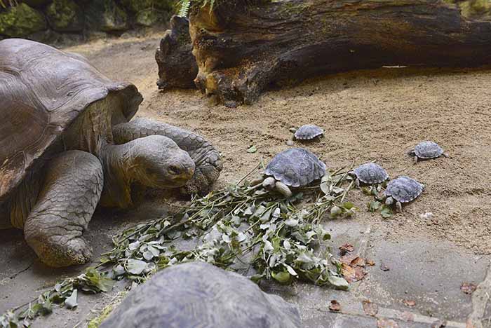 baby-turtles-spotted-in-the-galapagos-island-after-a-century