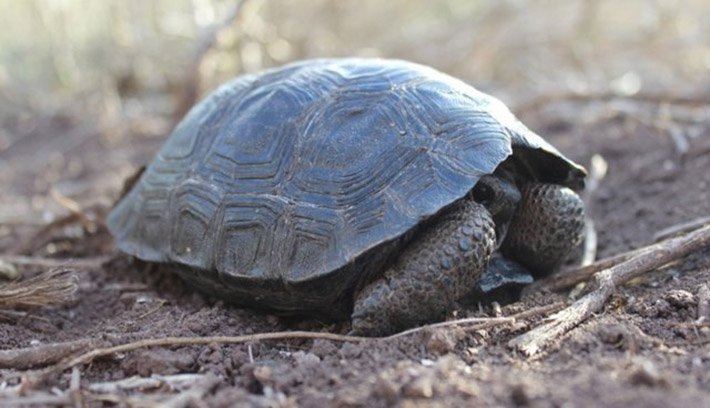 baby-turtles-spotted-in-the-galapagos-island-after-a-century