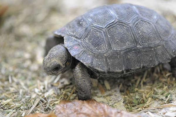 baby-turtles-spotted-in-the-galapagos-island-after-a-century