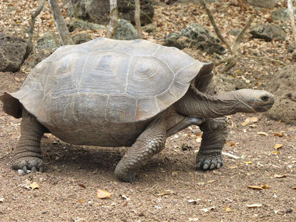 baby-turtles-spotted-in-the-galapagos-island-after-a-century