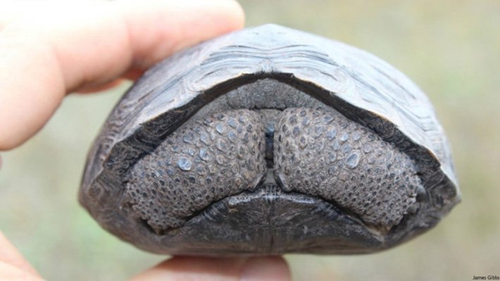 baby-turtles-spotted-in-the-galapagos-island-after-a-century