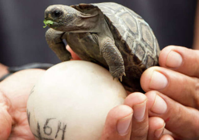 baby-turtles-spotted-in-the-galapagos-island-after-a-century