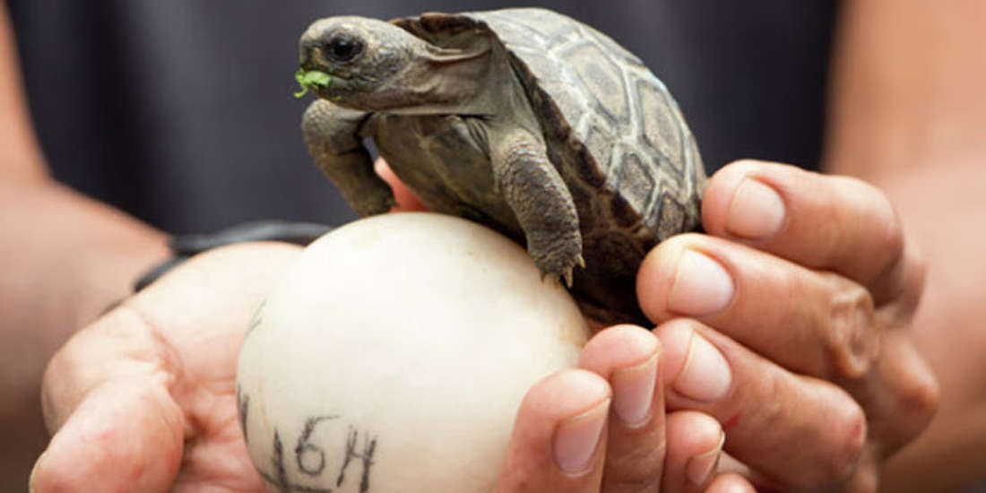 baby-turtles-spotted-in-the-galapagos-island-after-a-century