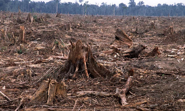 norway-is-the-first-country-in-the-world-to-ban-deforestation