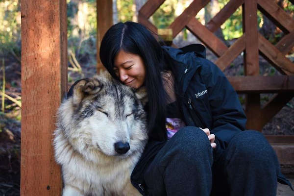 This Island Is Full Of Friendly Wolves And You Can Visit It