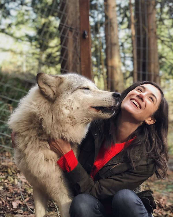 This Island Is Full Of Friendly Wolves And You Can Visit It