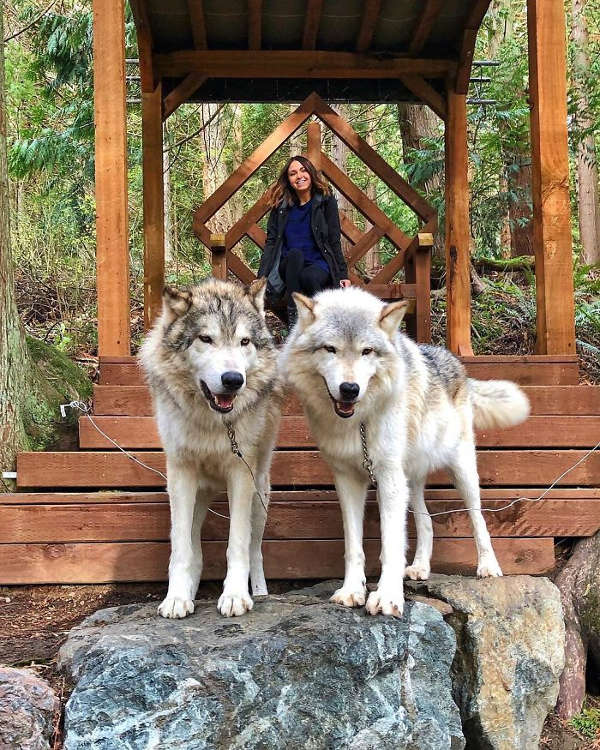 This Island Is Full Of Friendly Wolves And You Can Visit It