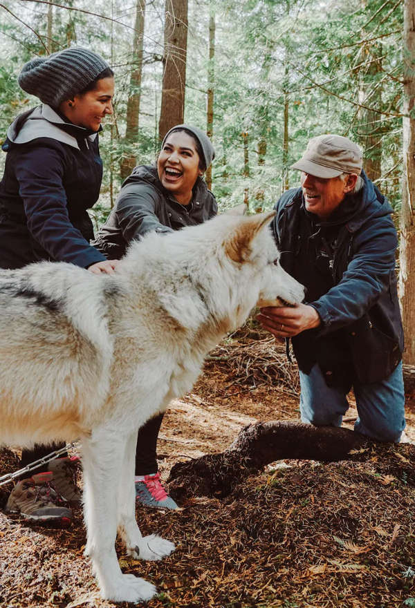 This Island Is Full Of Friendly Wolves And You Can Visit It