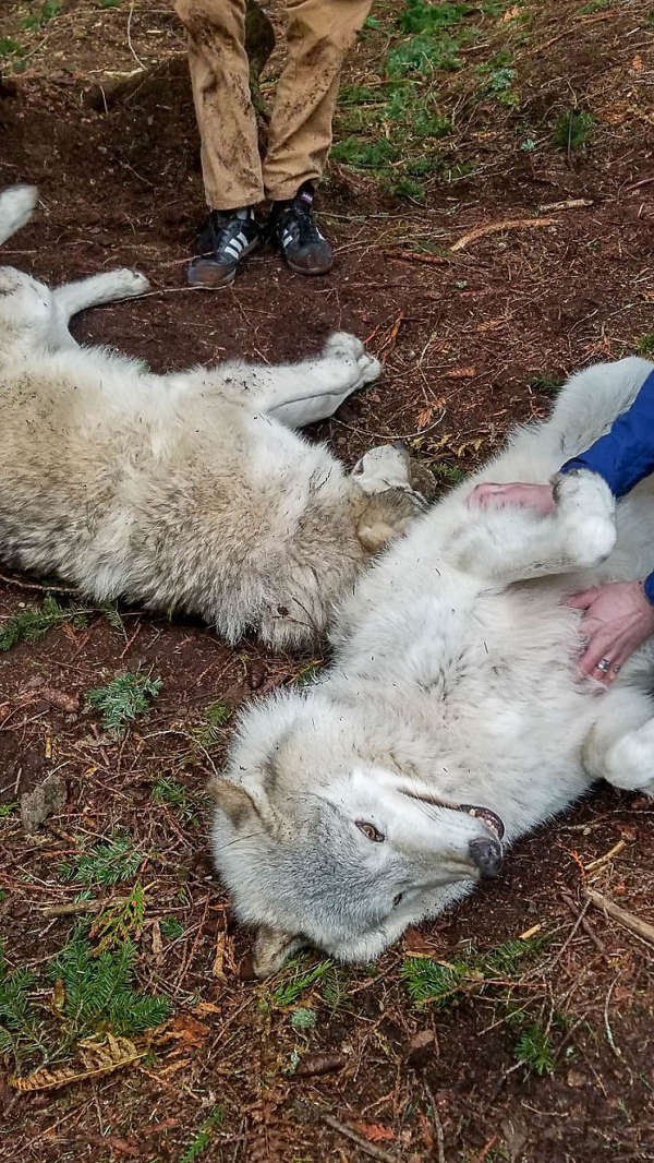 This Island Is Full Of Friendly Wolves And You Can Visit It