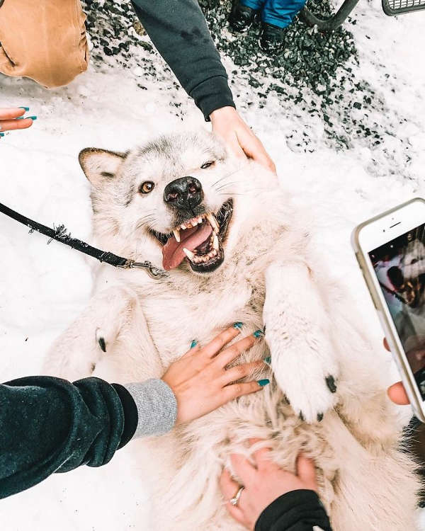 This Island Is Full Of Friendly Wolves And You Can Visit It