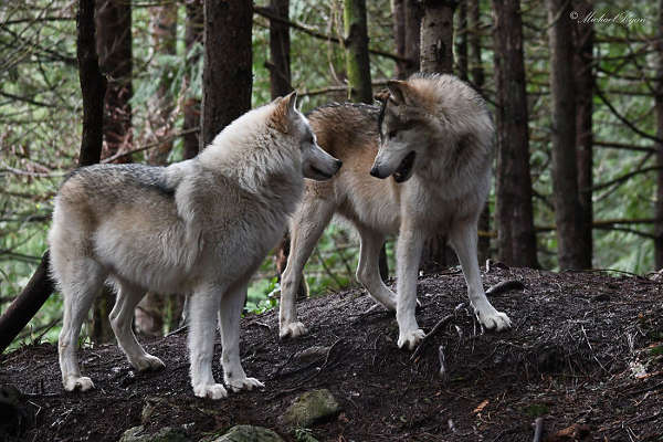 This Island Is Full Of Friendly Wolves And You Can Visit It