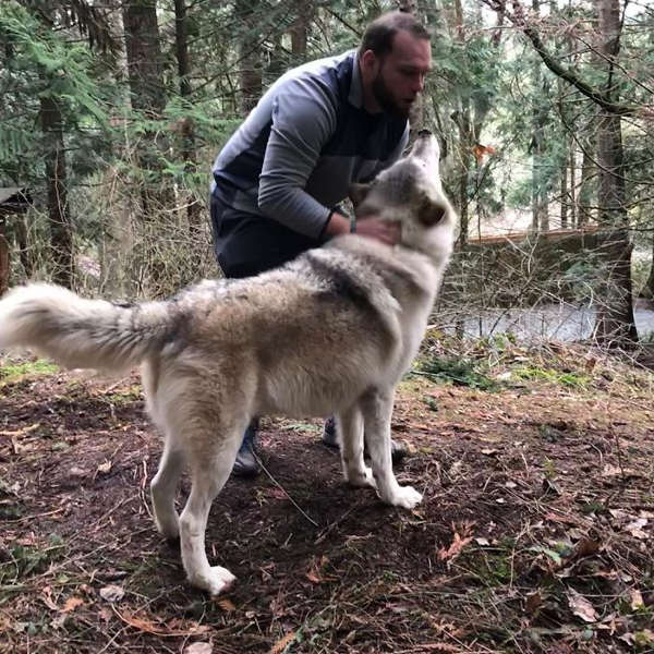 This Island Is Full Of Friendly Wolves And You Can Visit It