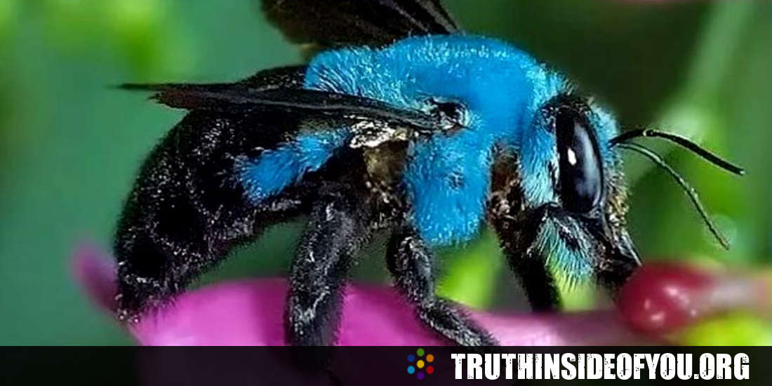 Blue Bee, One of Florida’s Long Lost Bees, Has Been Rediscovered