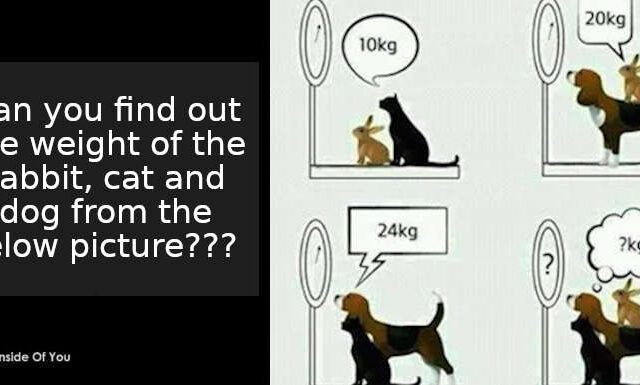 Can you find out the weight of the rabbit, cat and dog from the below picture??