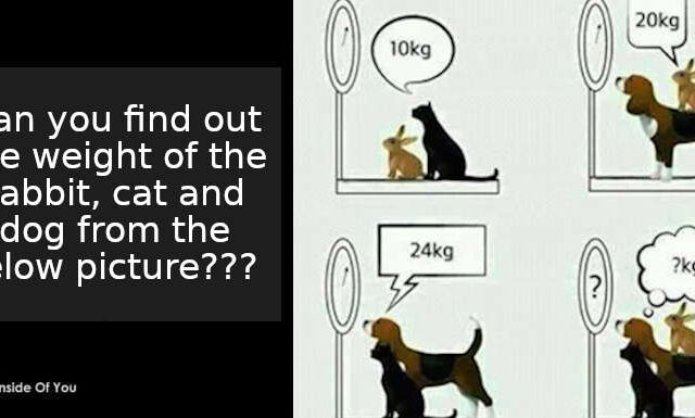 Can you find out the weight of the rabbit, cat and dog from the below picture??