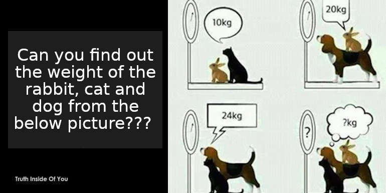 Can you find out the weight of the rabbit, cat and dog from the below picture??