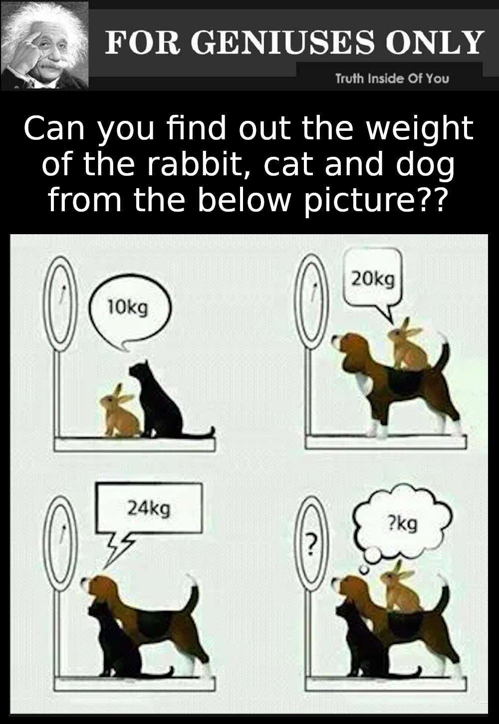 Can you find out the weight of the rabbit, cat and dog from the below picture??