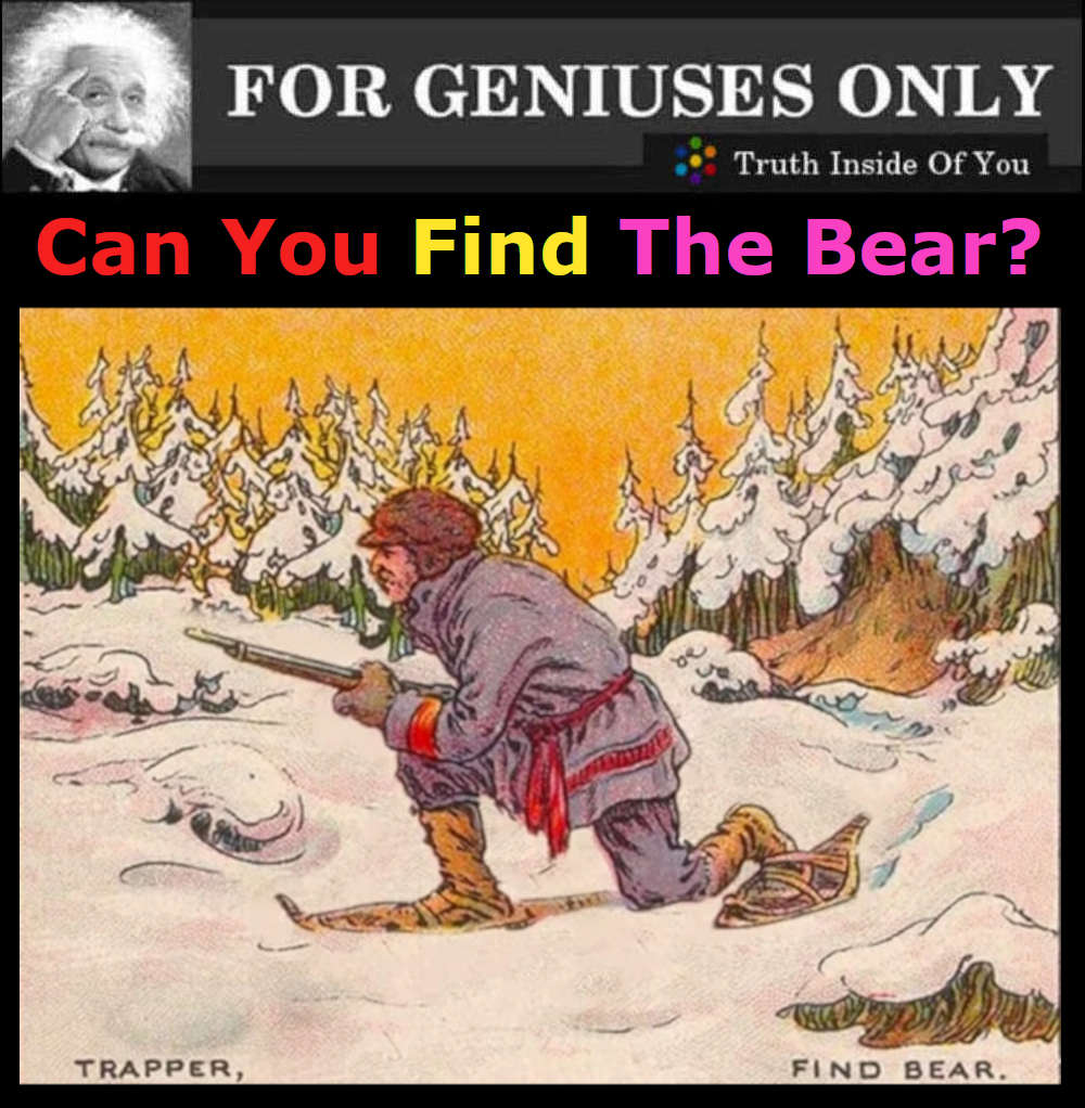 Can You Find The Bear?