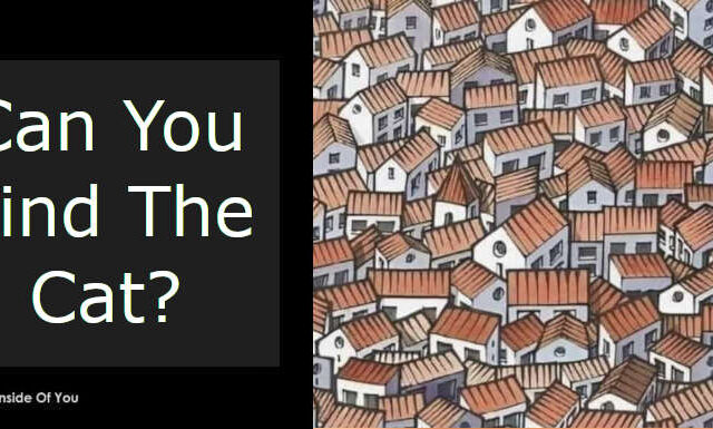 Can You Find The Cat? featured