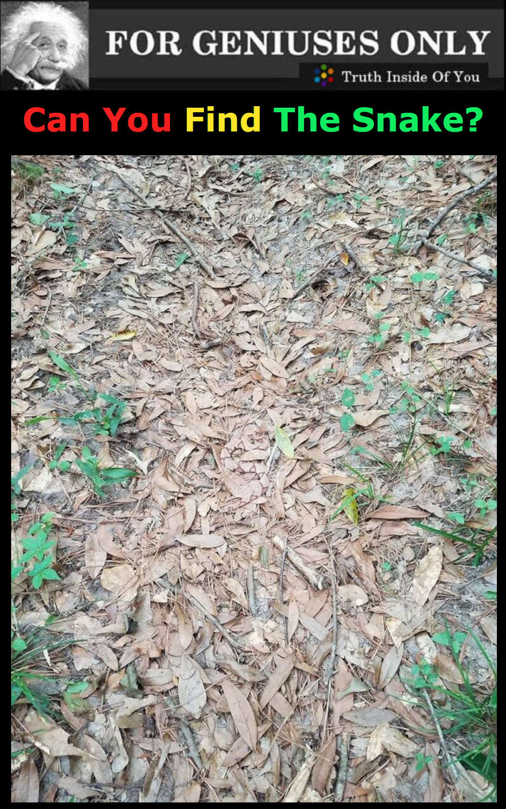 Can You Find The Snake