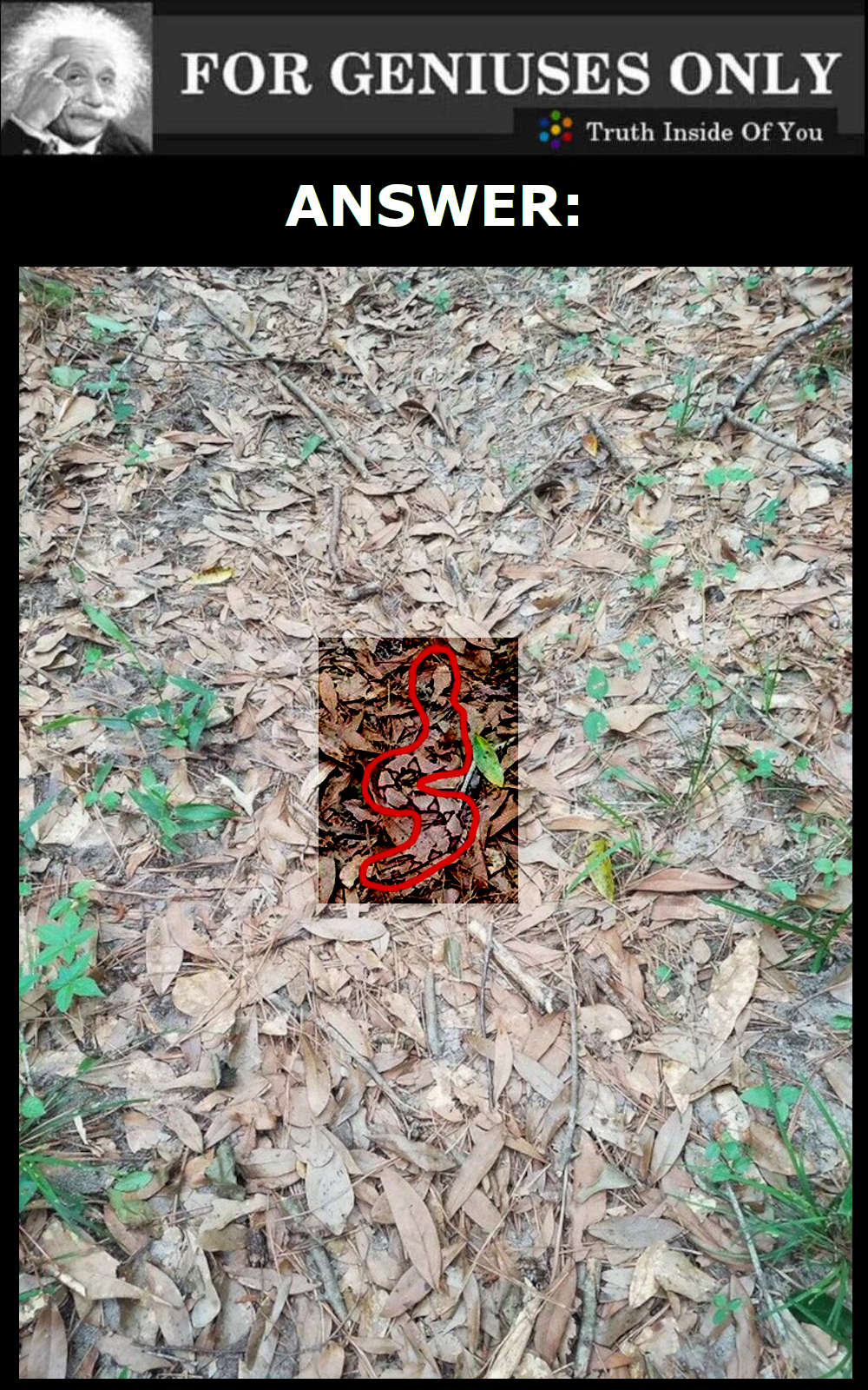 Can You Find The Snake ANSWER