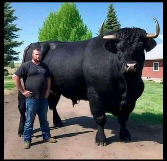I Recently Spent $6,500 On A Young Registered Black Angus Bull